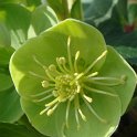 Helleborus x sternii fleur